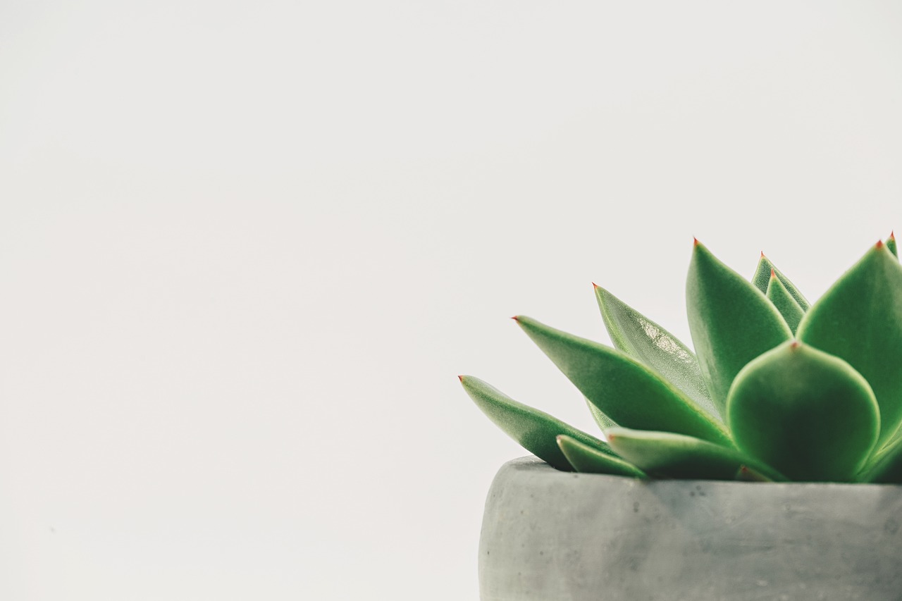 Bringing the Outdoors In: A Beginner's Guide to Biophilic Decor