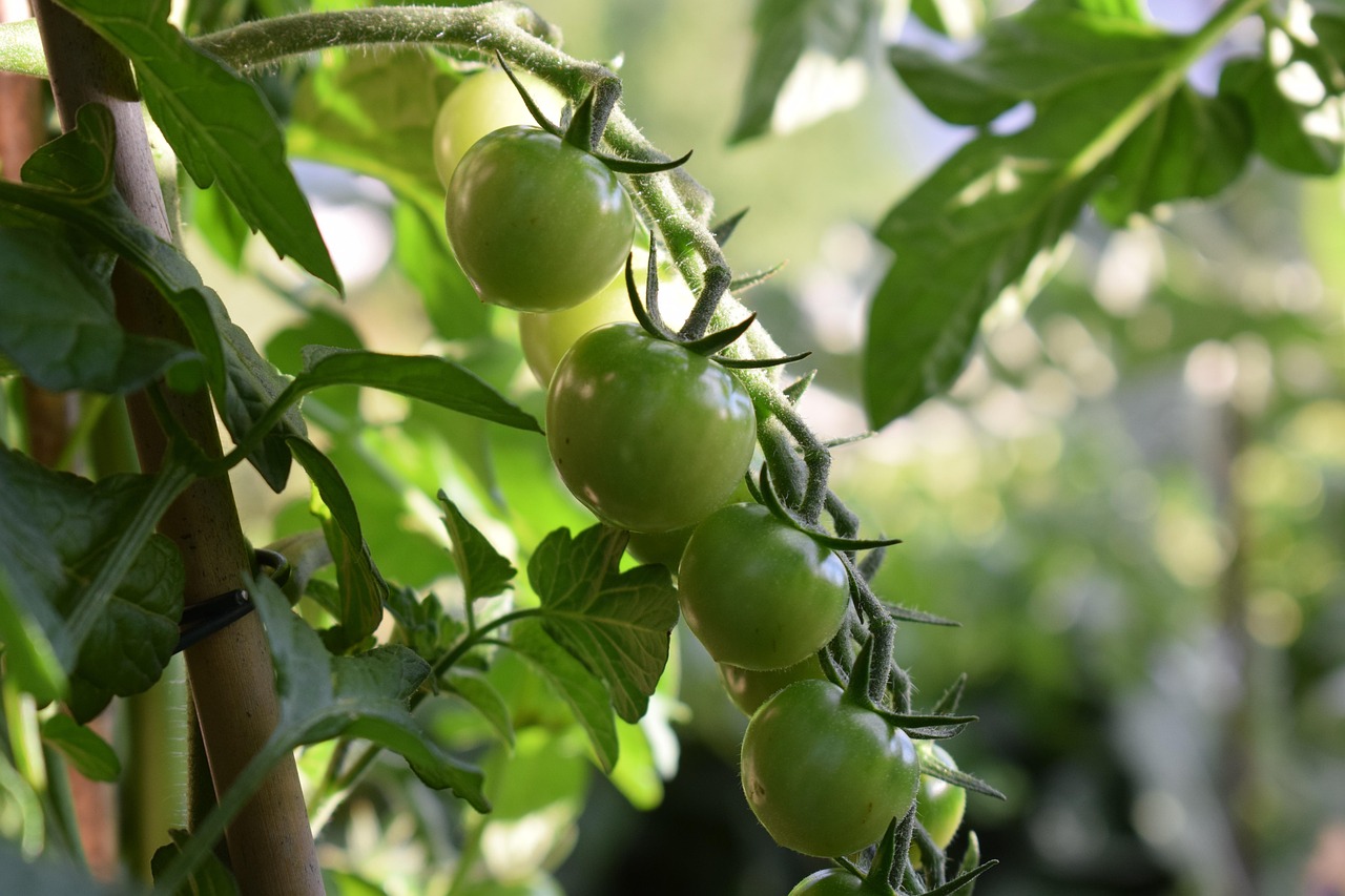 Small Space, Real Harvest: Growing Food on a Balcony or Tiny Patio