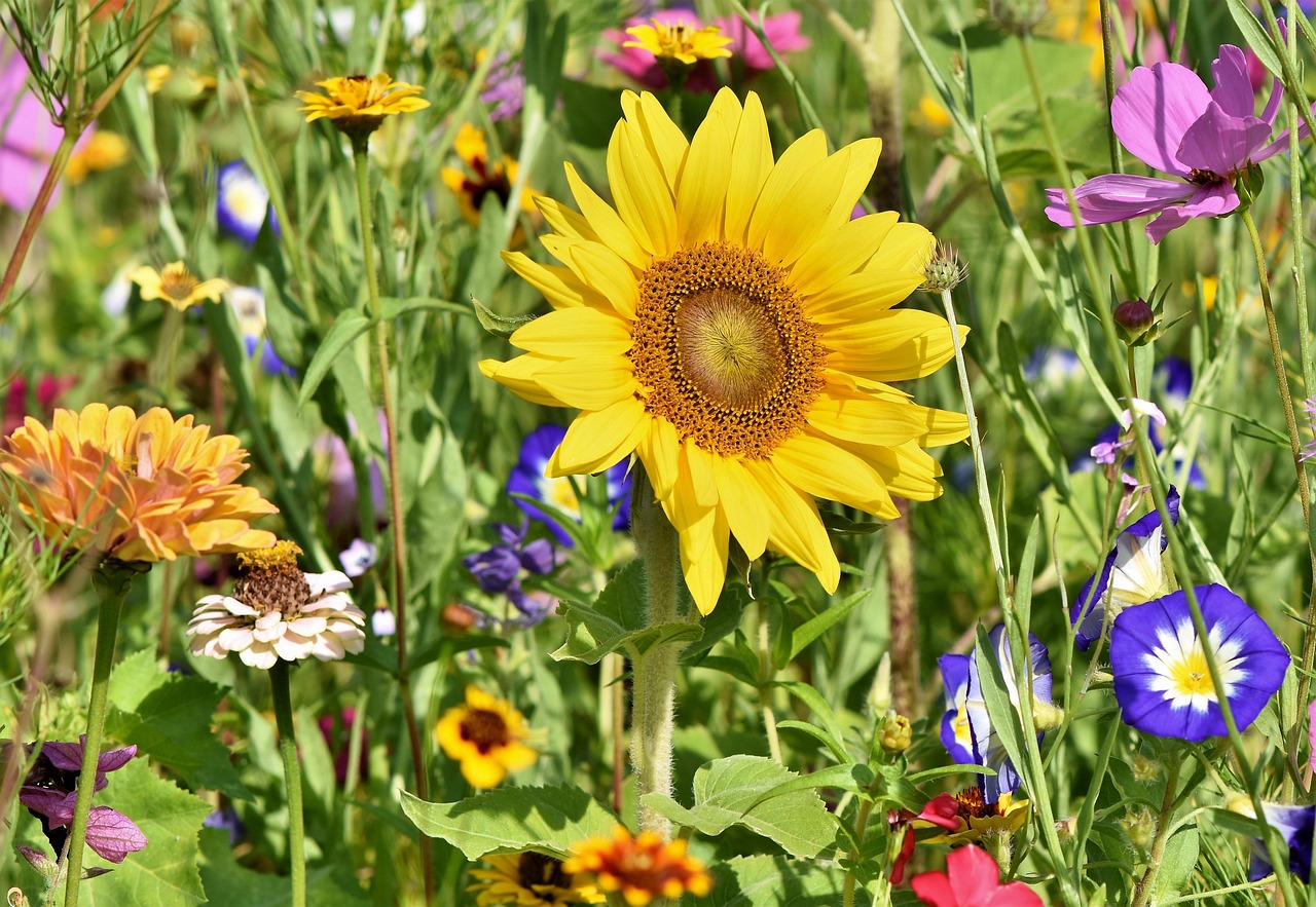 The Case for a Messy Corner: Why Every Garden Needs a Wild Patch
