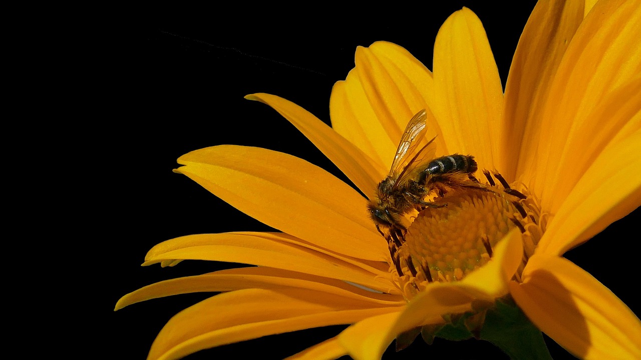 The Lazy Gardener's Guide to a Pollinator-Friendly Yard